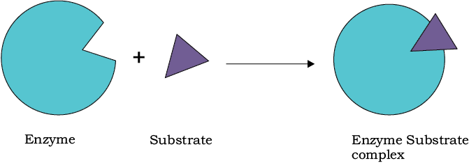 56627.png