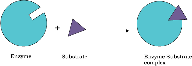 57633.png
