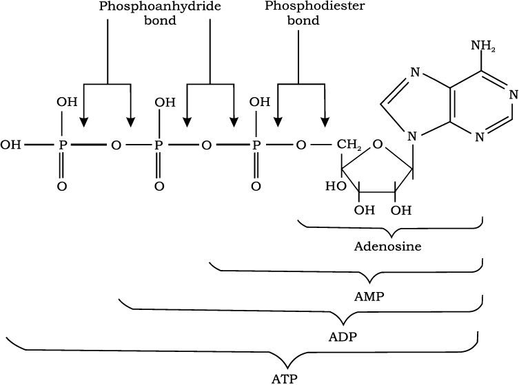 58205.png