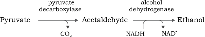 63040.png