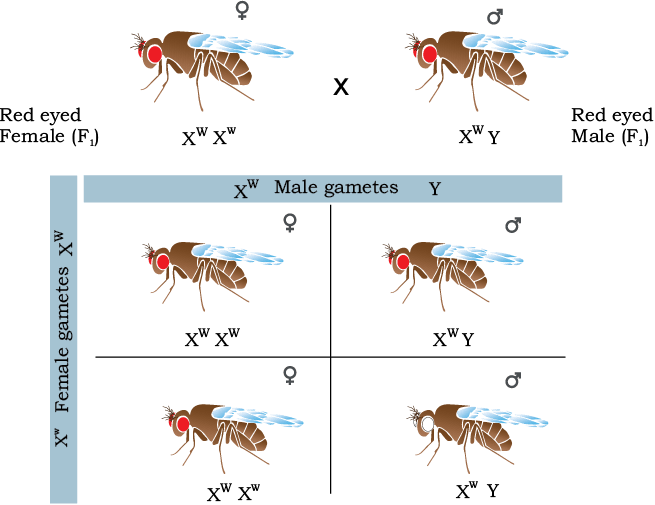 38583.png