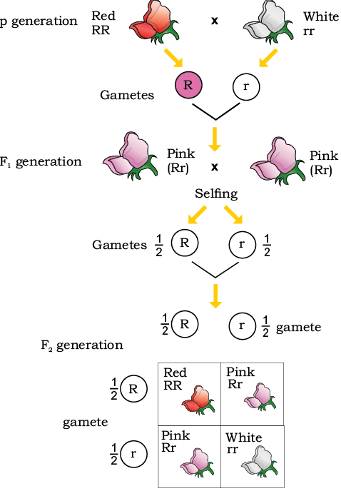 39744.png
