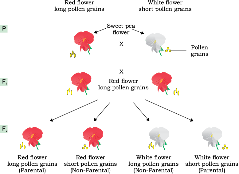 39804.png