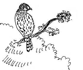 final%20birdonly.tif