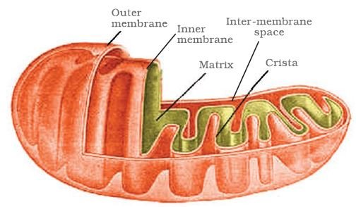 Pic10 Capture8