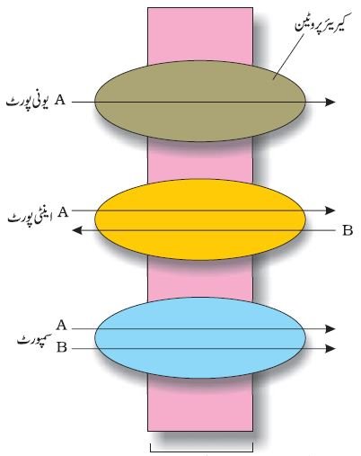 Pic4 Capture11