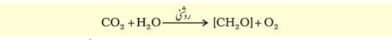 Pic2 Capture13