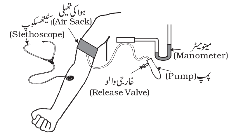 استاد
