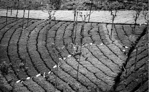 TeaGarden2.tif