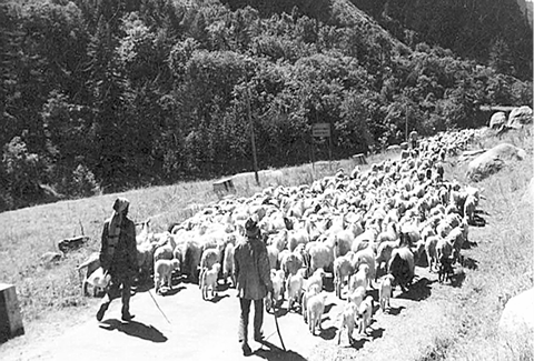 sheep.tif
