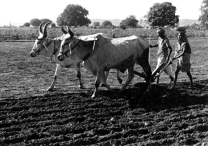 farming1