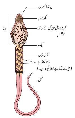 pic 9 chapter 3