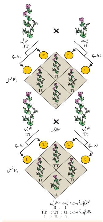 pic 7 chapter 5
