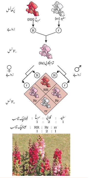 pic 9 chapter 5
