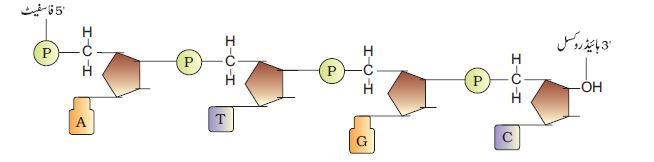pic 2 chapter 6
