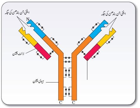 pic 7 chapter 8