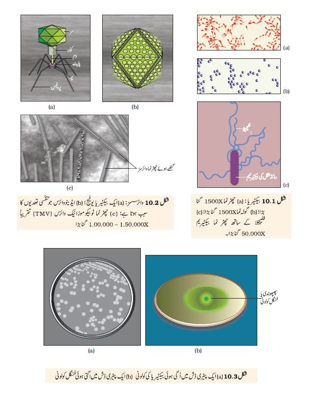 pic 2 chapter 10