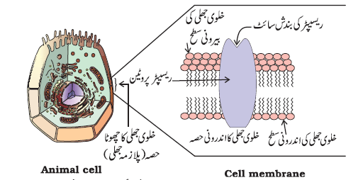 c16-5